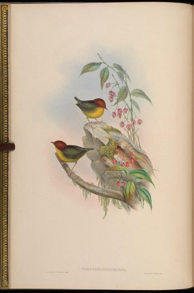 Chestnut-headed Tesia by John Gould